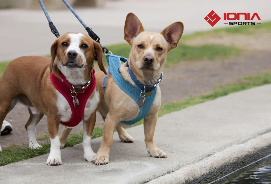 Supportive Design of dog harness