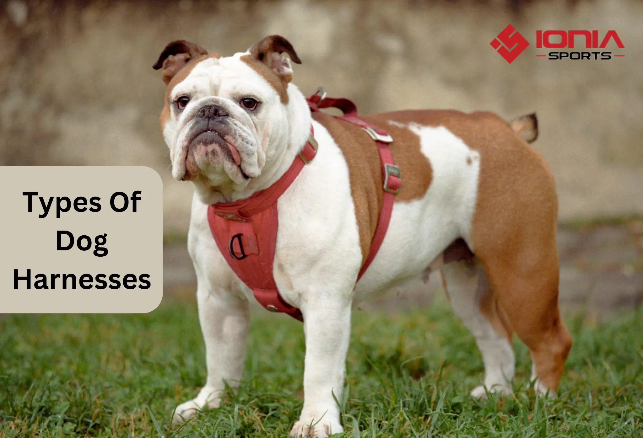 Types Of Dog Harnesses