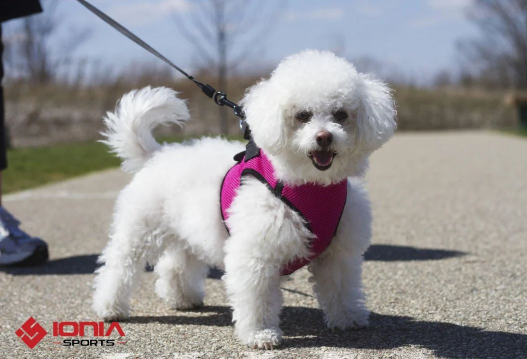 Easy Handling dog harness