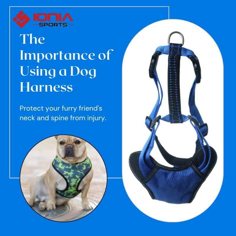 Importance Of Pet Safety Gear