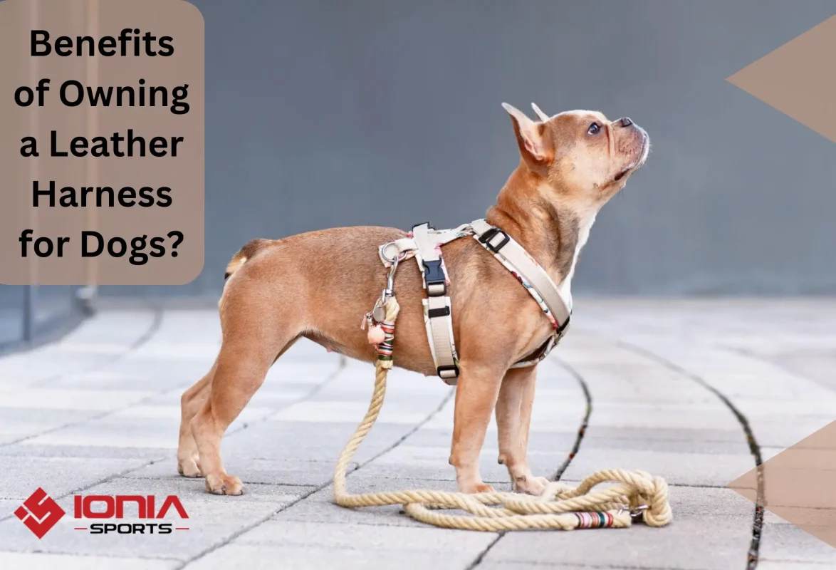 Benefits Of Owning Leather Harness For Dogs