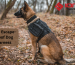 Best Escape-Proof Dog Harness