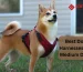 Best Dog Harnesses For Medium Dogs