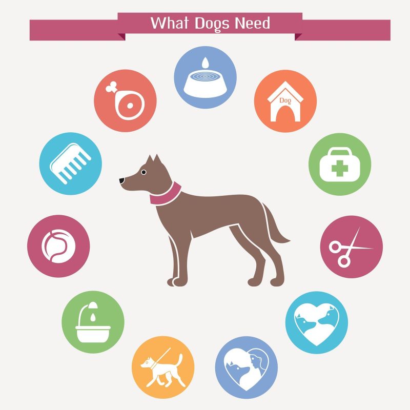 identify the need of dog